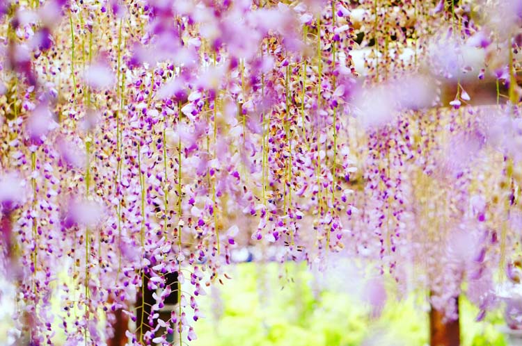 東京都 薄紫に染まる境内 亀戸天神社 藤まつり イナバナ コム